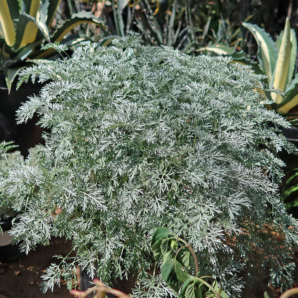 Artemisia ‘Powis Castle’