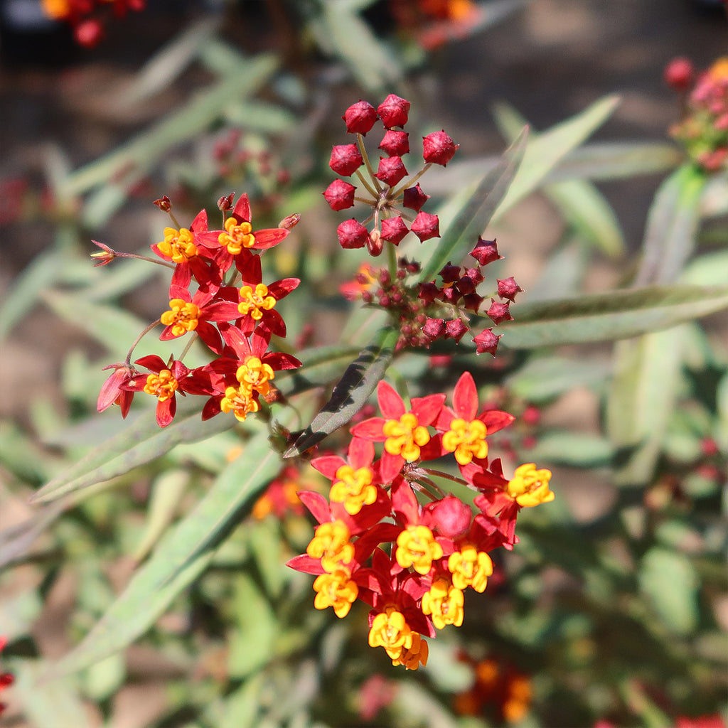 Tropical Milkweed ‘Asclepias curassavica’