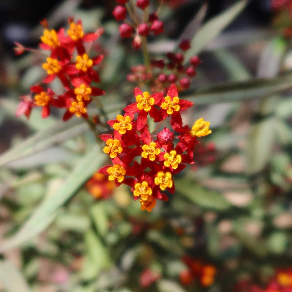 Tropical Milkweed ‘Asclepias curassavica’