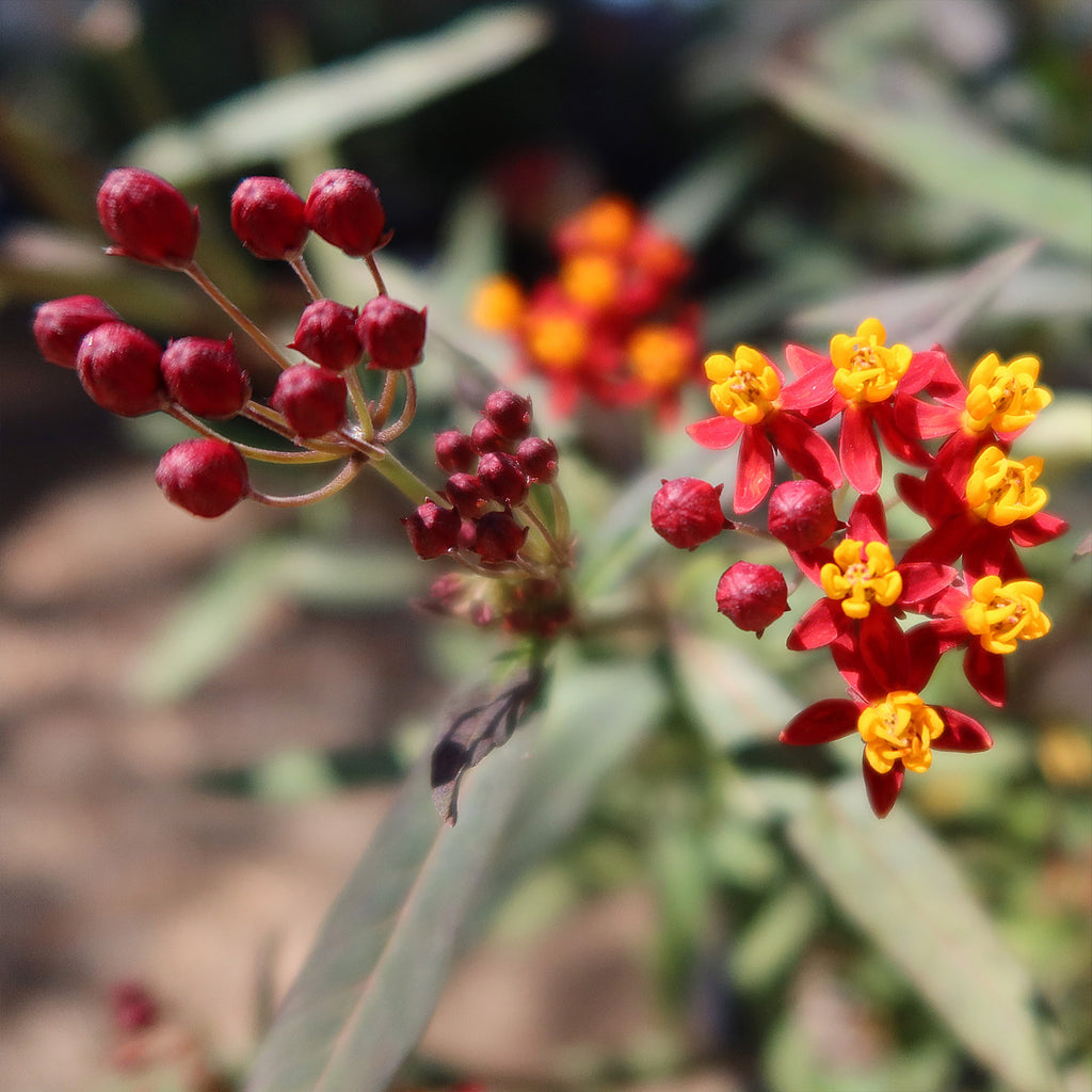 Tropical Milkweed ‘Asclepias curassavica’