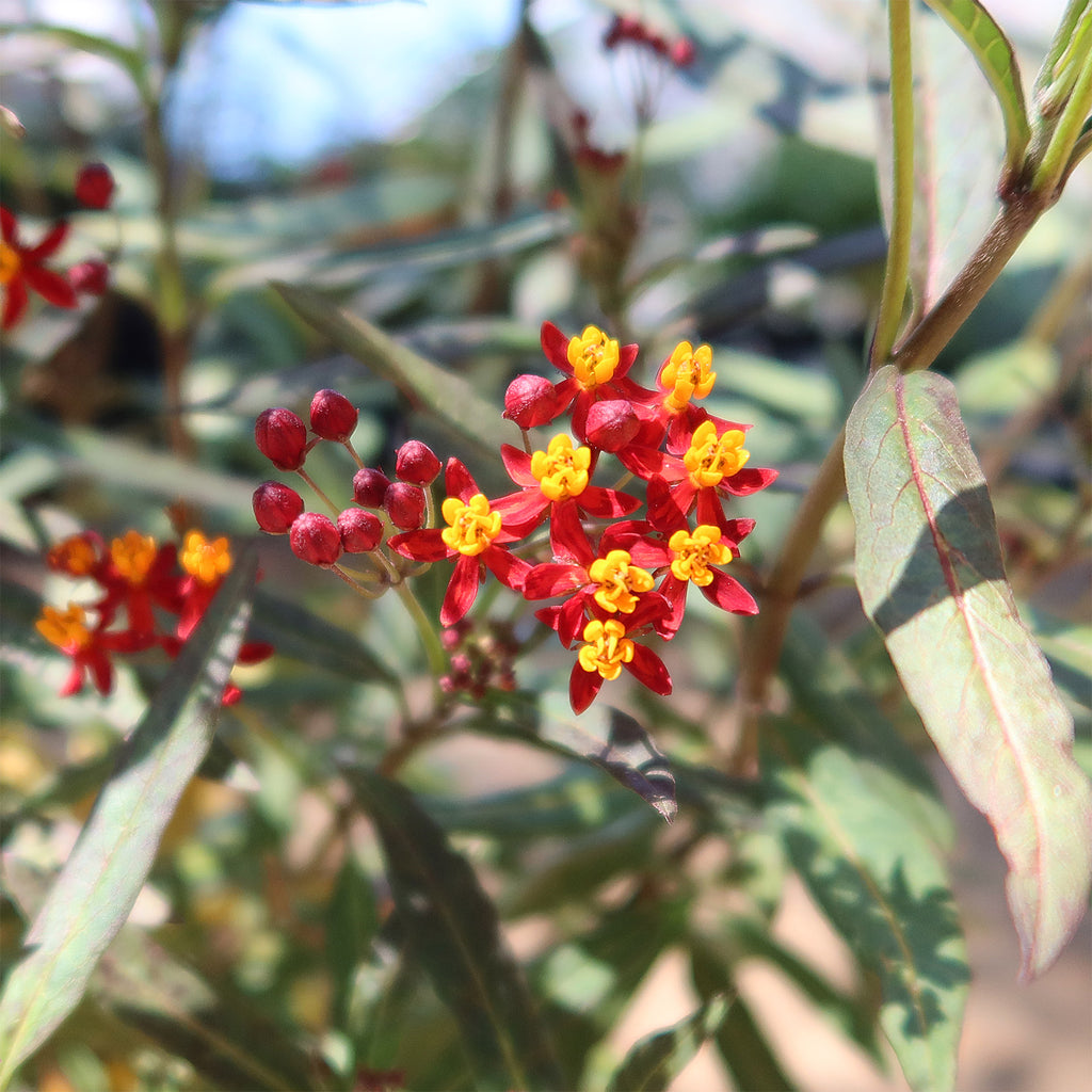 Tropical Milkweed ‘Asclepias curassavica’