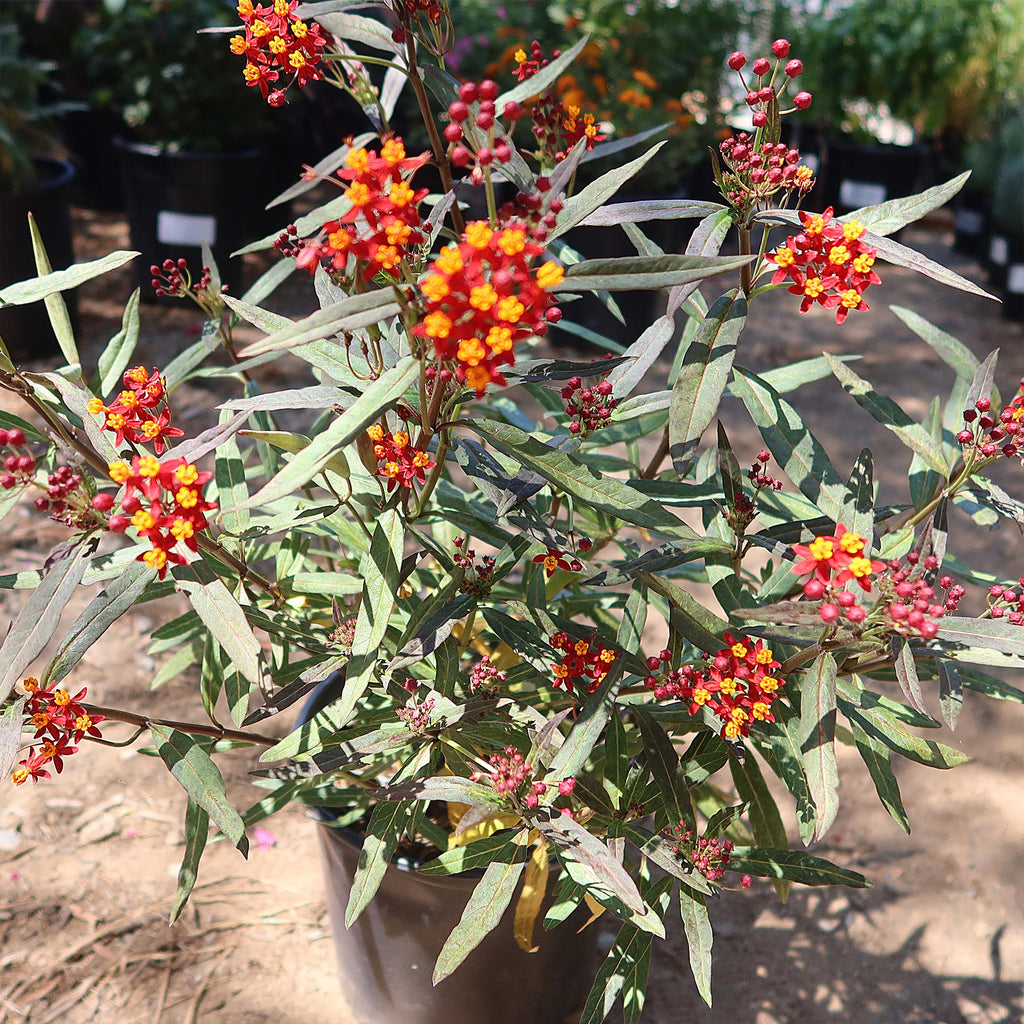 Tropical Milkweed ‘Asclepias curassavica’