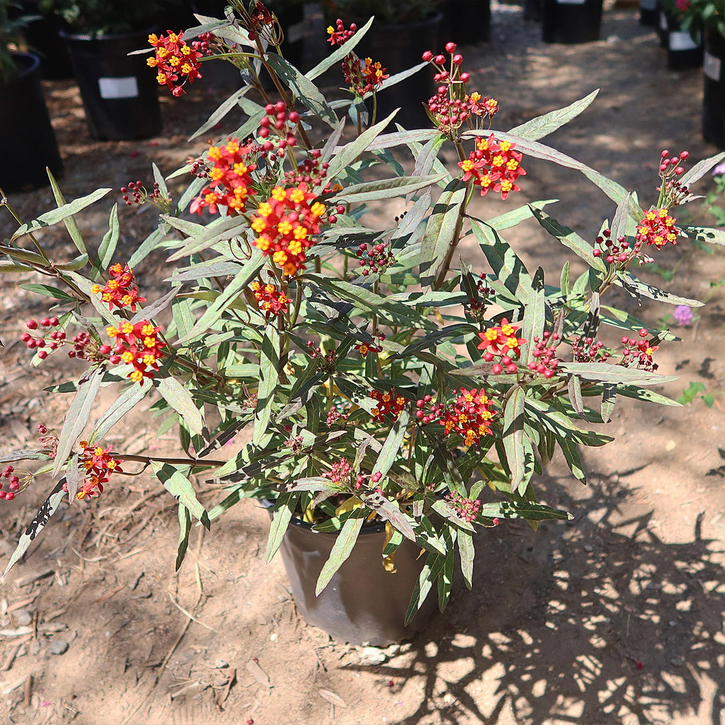 Tropical Milkweed ‘Asclepias curassavica’