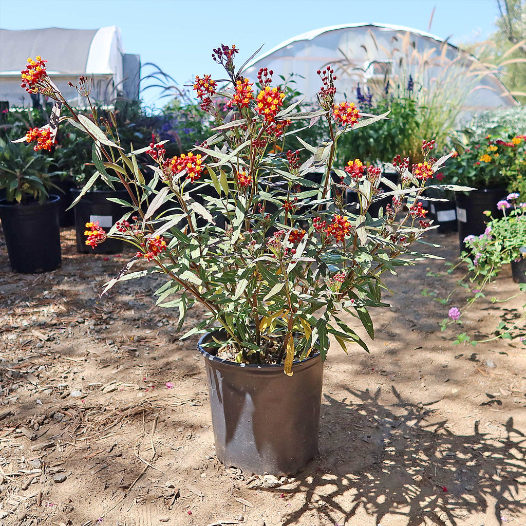 Tropical Milkweed ‘Asclepias curassavica’