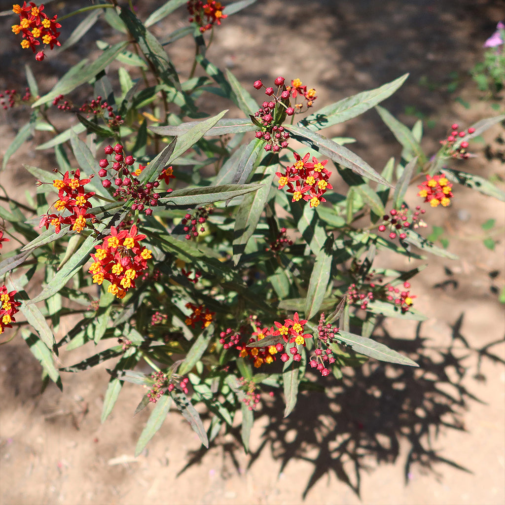 Tropical Milkweed ‘Asclepias curassavica’