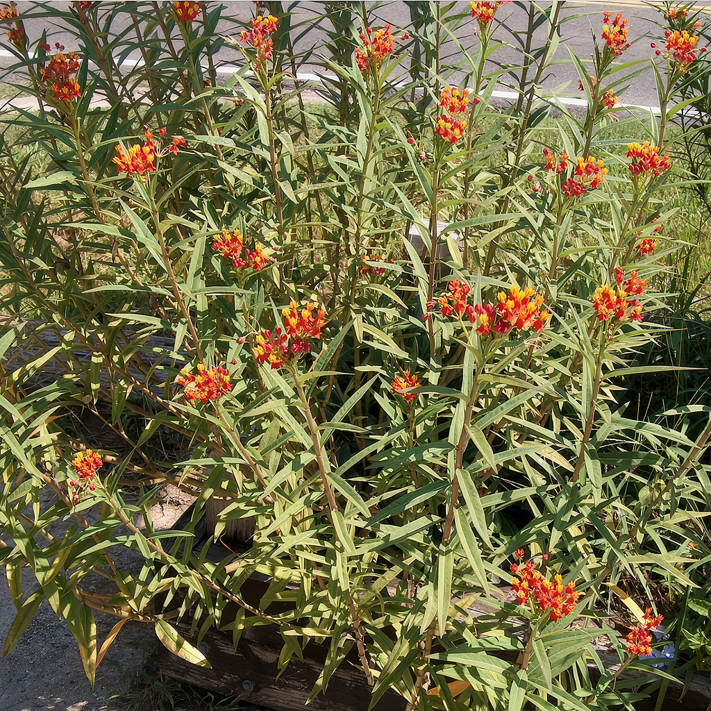 Tropical Milkweed ‘Asclepias curassavica’