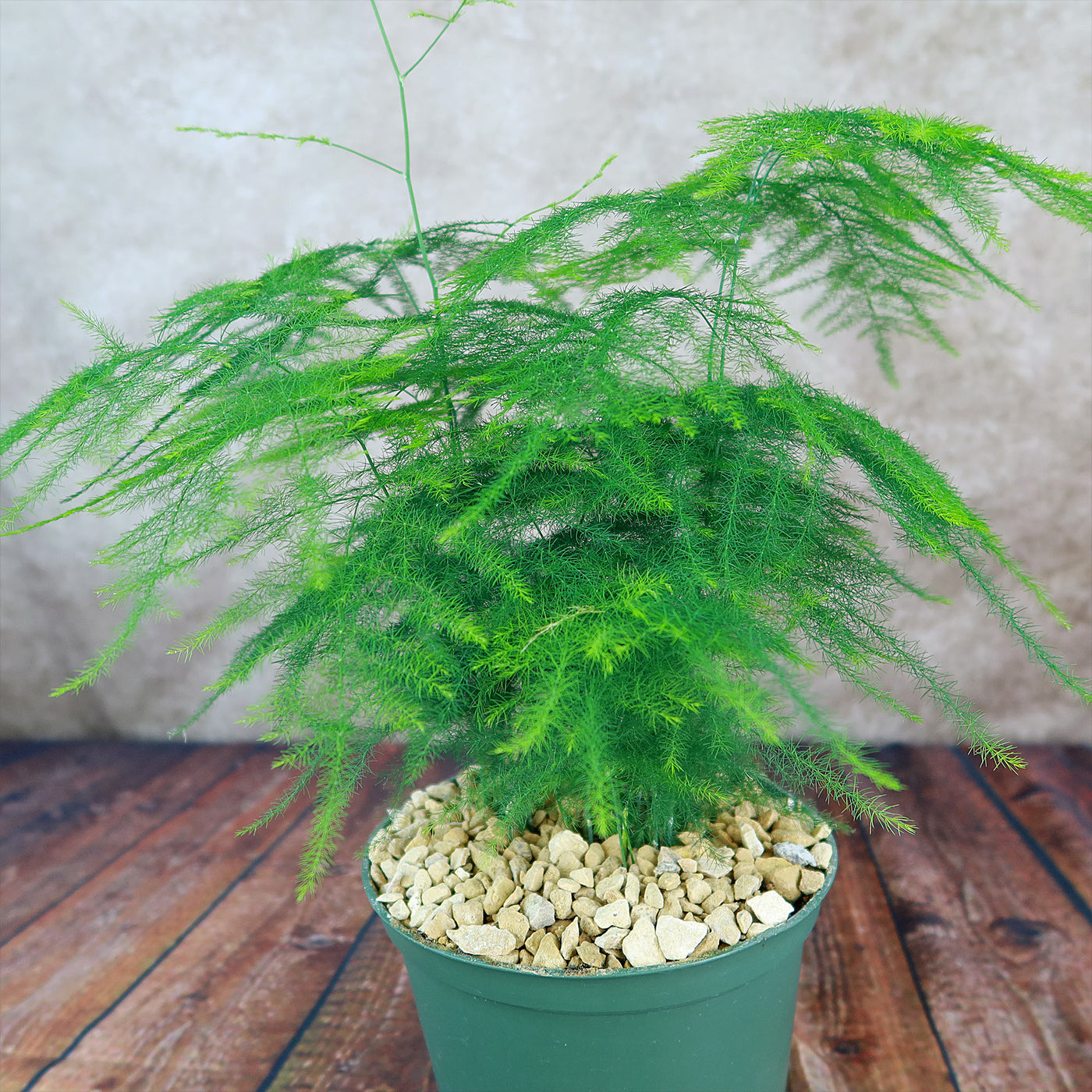 Asparagus Fern Plants - Asparagus setaceus ‘Pulmosa Fern’