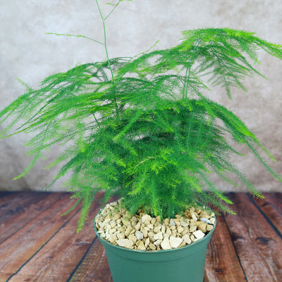 Asparagus Fern Plants - Asparagus setaceus ‘Pulmosa Fern’