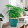Asparagus Fern Plants - Asparagus setaceus ‘Pulmosa Fern’