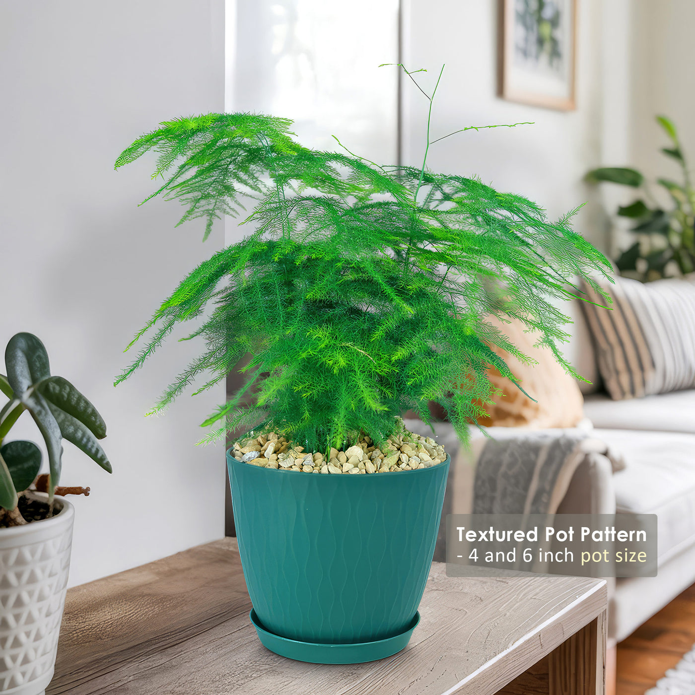 Asparagus Fern Plants - Asparagus setaceus ‘Pulmosa Fern’