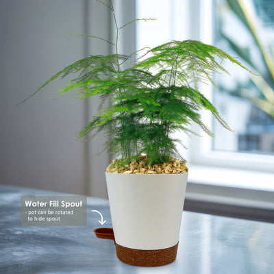 Asparagus Fern Plants - Asparagus setaceus ‘Pulmosa Fern’