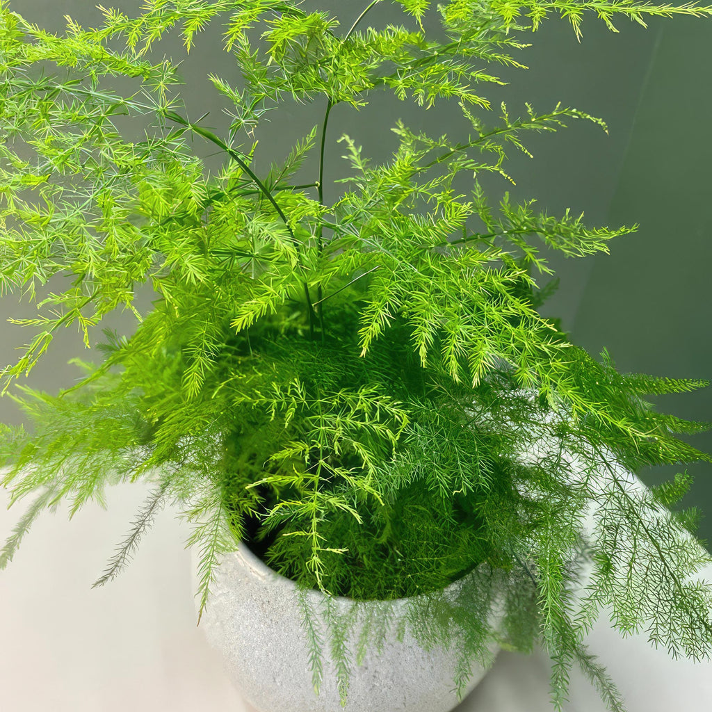 Asparagus Fern Plants - Asparagus setaceus ‘Pulmosa Fern’
