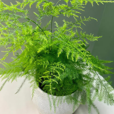 Asparagus Fern Plants - Asparagus setaceus ‘Pulmosa Fern’