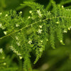 Asparagus Fern Plants - Asparagus setaceus ‘Pulmosa Fern’