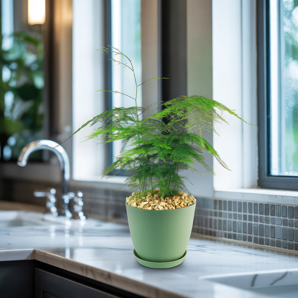 Asparagus Fern Plants - Asparagus setaceus ‘Pulmosa Fern’