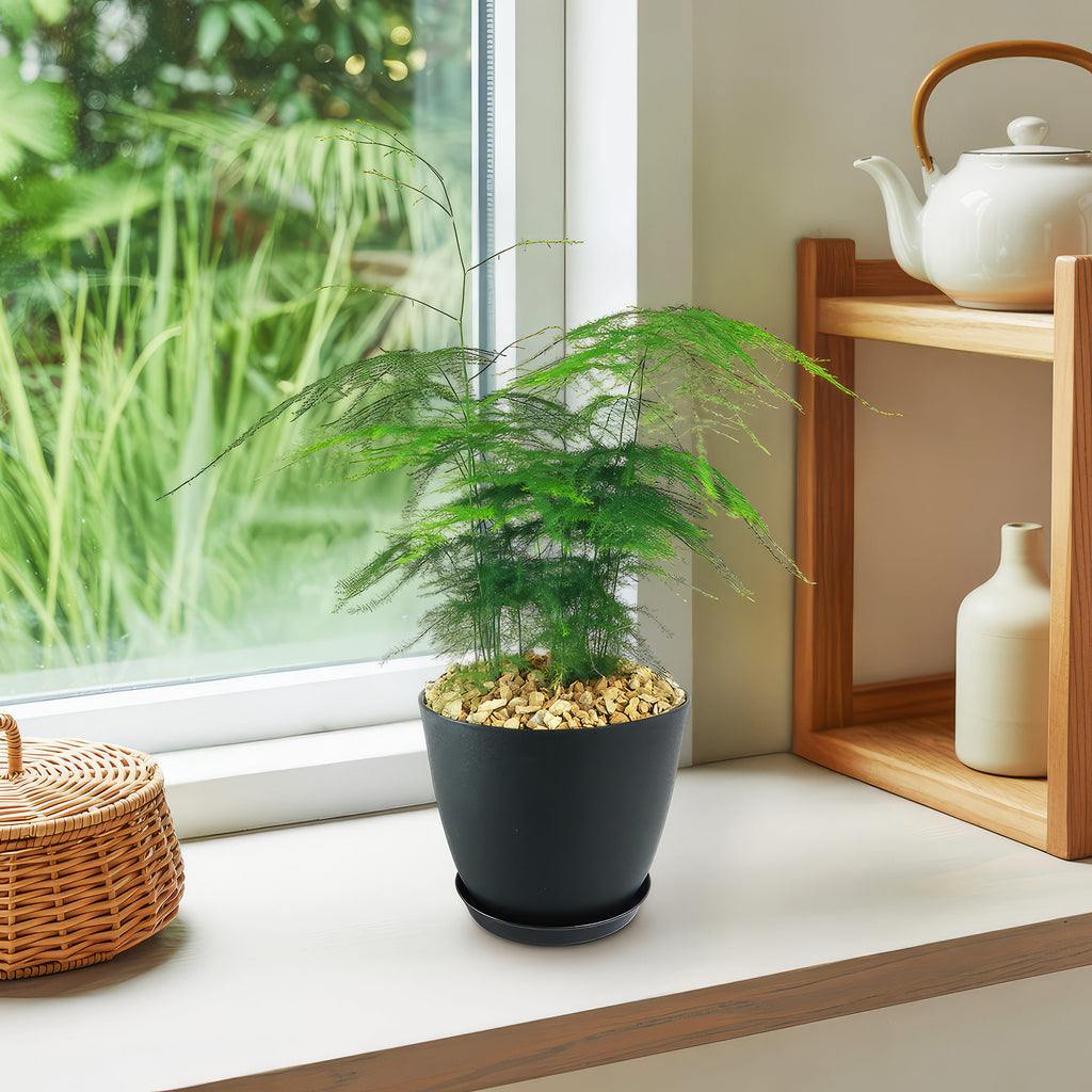 Asparagus Fern Plants - Asparagus setaceus ‘Pulmosa Fern’