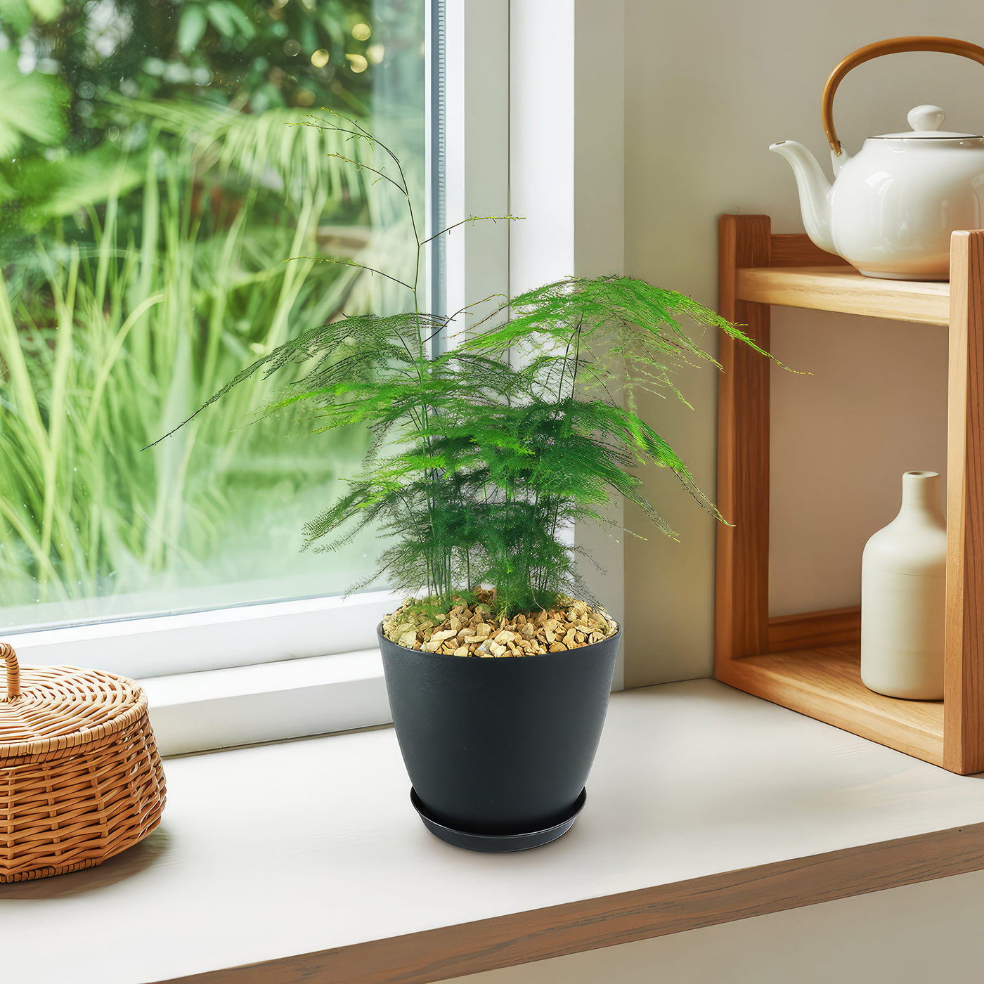 Asparagus Fern Plants - Asparagus setaceus ‘Pulmosa Fern’