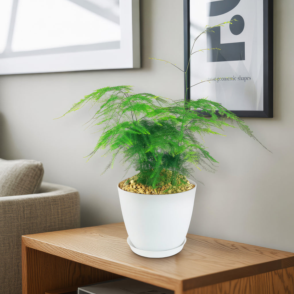 Asparagus Fern Plants - Asparagus setaceus ‘Pulmosa Fern’