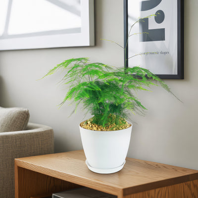 Asparagus Fern Plants - Asparagus setaceus ‘Pulmosa Fern’