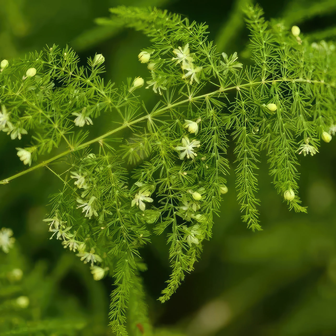 asparagus setaceus hanging fern plant Asparagus Fern Plants