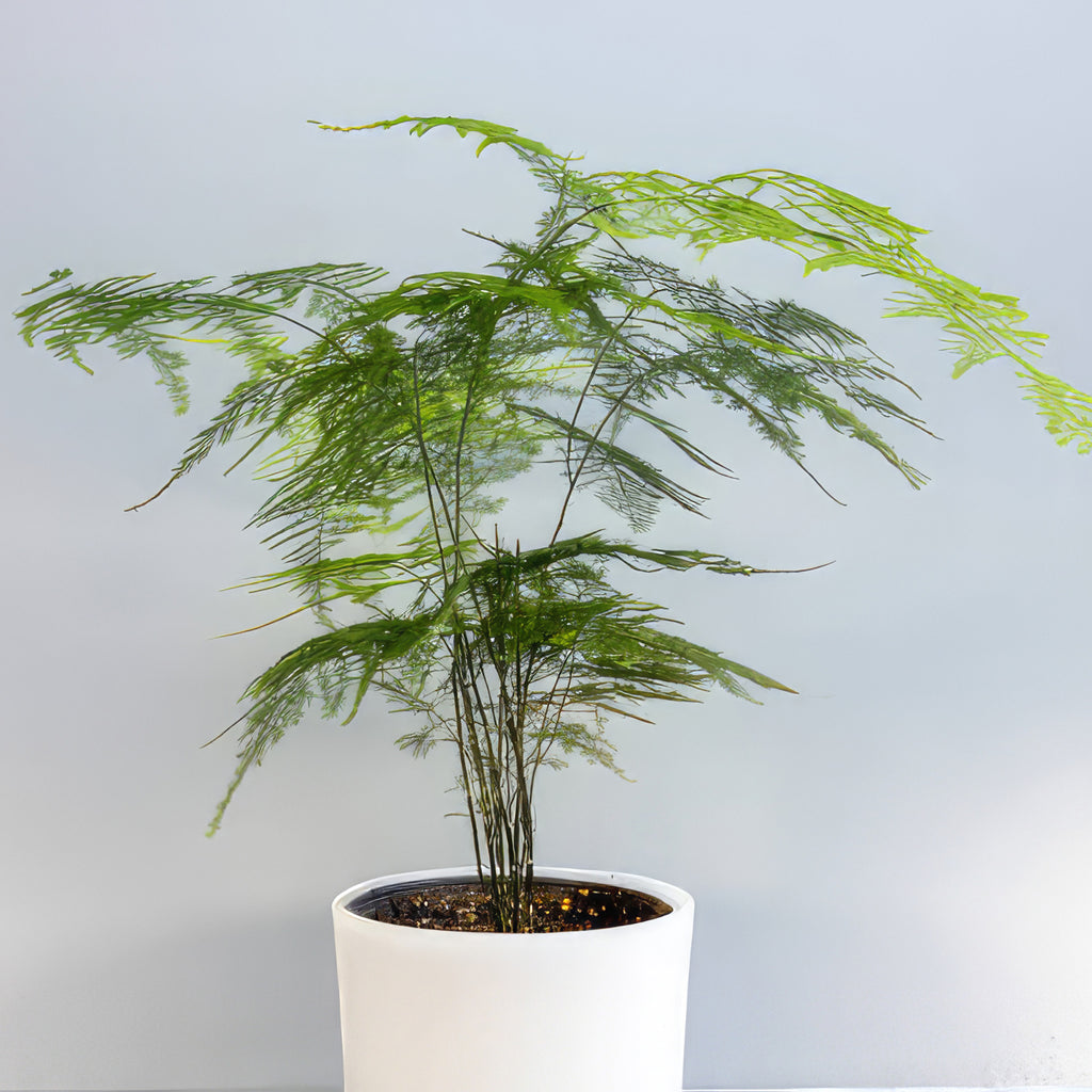Asparagus Fern Plants - Asparagus setaceus ‘Pulmosa Fern’