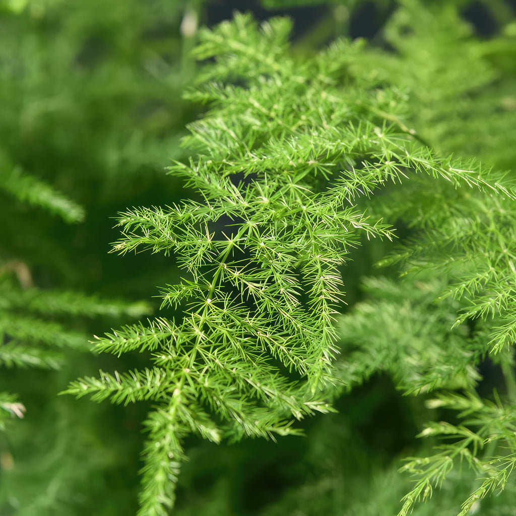 Asparagus Fern Plants - Asparagus setaceus ‘Pulmosa Fern’