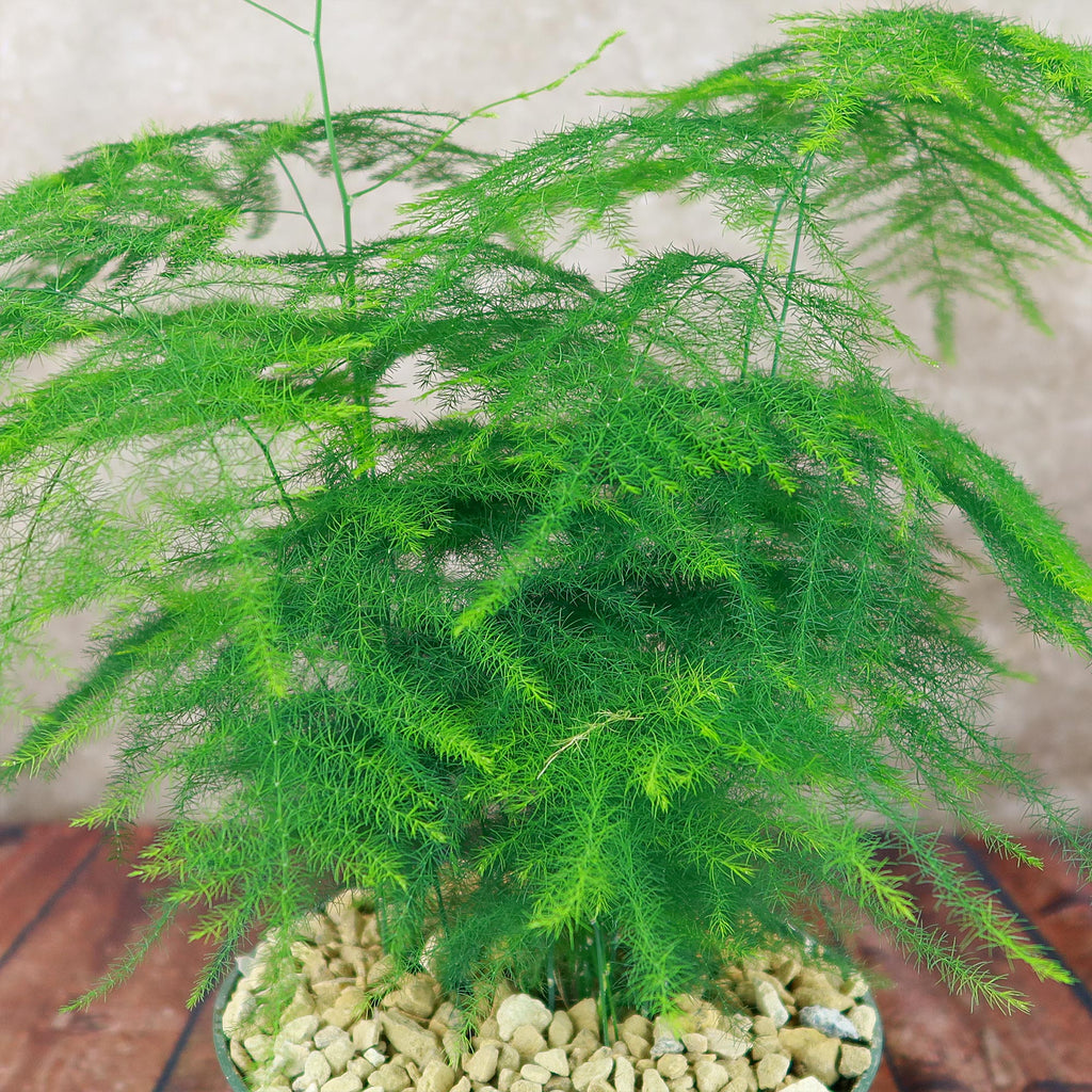 Asparagus Fern Plants - Asparagus setaceus ‘Pulmosa Fern’