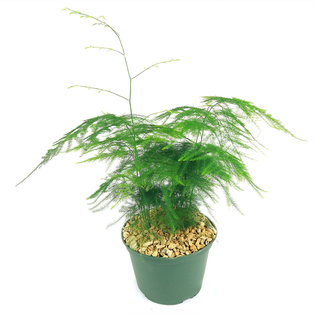 Asparagus Fern Plants - Asparagus setaceus ‘Pulmosa Fern’
