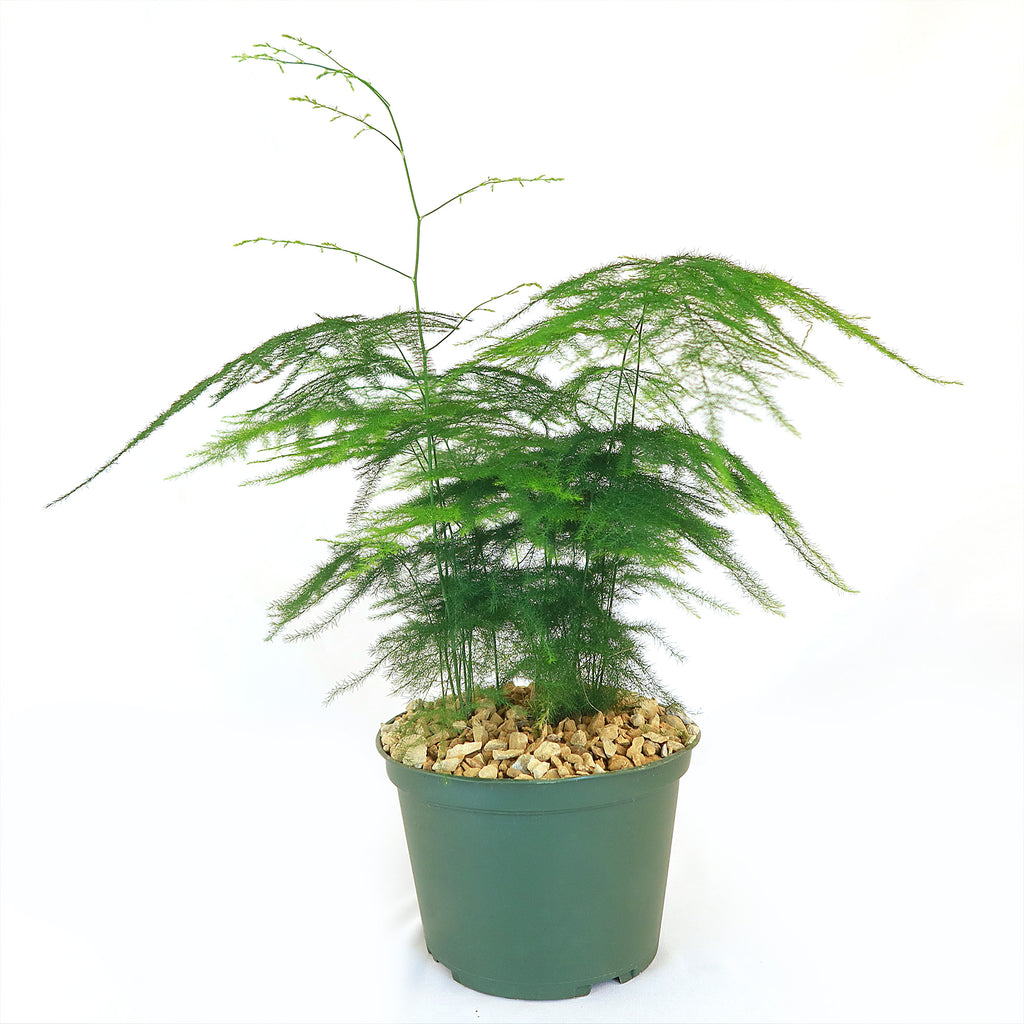 Asparagus Fern Plants - Asparagus setaceus ‘Pulmosa Fern’