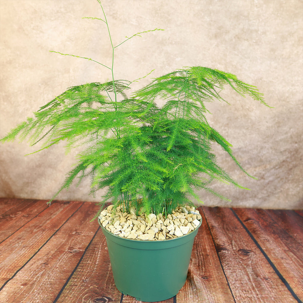 Asparagus Fern Plants - Asparagus setaceus ‘Pulmosa Fern’