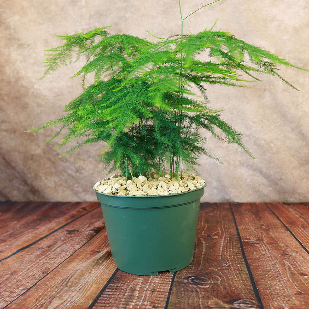 Asparagus Fern Plants - Asparagus setaceus ‘Pulmosa Fern’