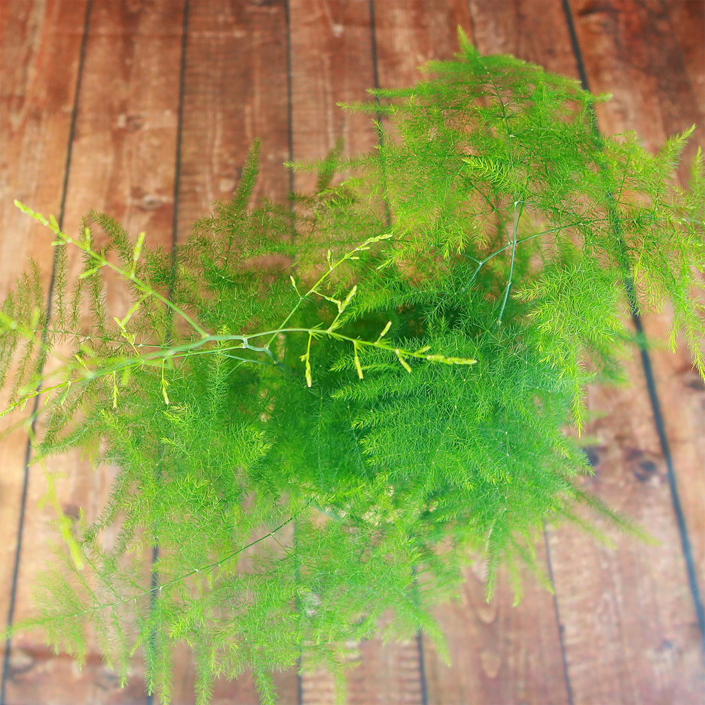 Asparagus Fern Plants - Asparagus setaceus ‘Pulmosa Fern’