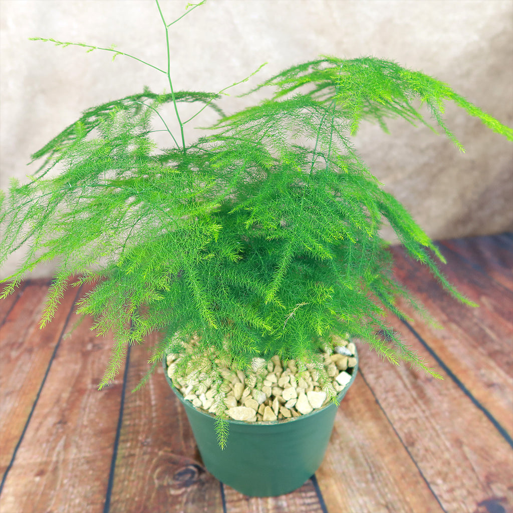 Asparagus Fern Plants - Asparagus setaceus ‘Pulmosa Fern’