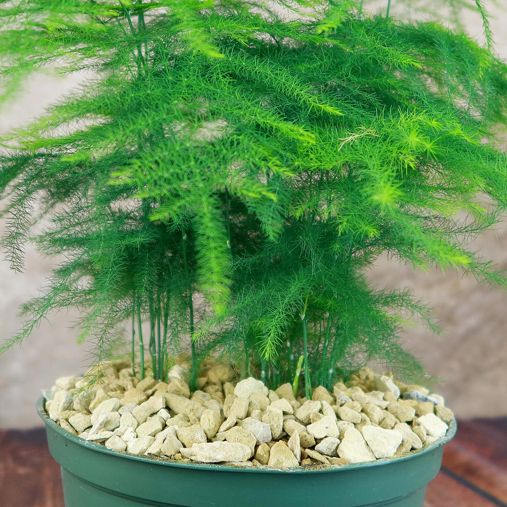 Asparagus Fern Plants - Asparagus setaceus ‘Pulmosa Fern’