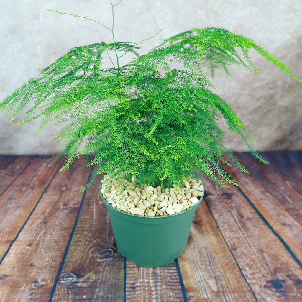 Asparagus Fern Plants - Asparagus setaceus ‘Pulmosa Fern’