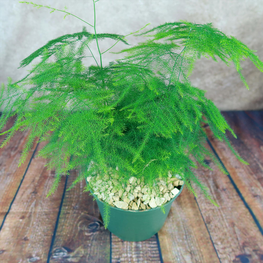 Asparagus Fern Plants - Asparagus setaceus ‘Pulmosa Fern’