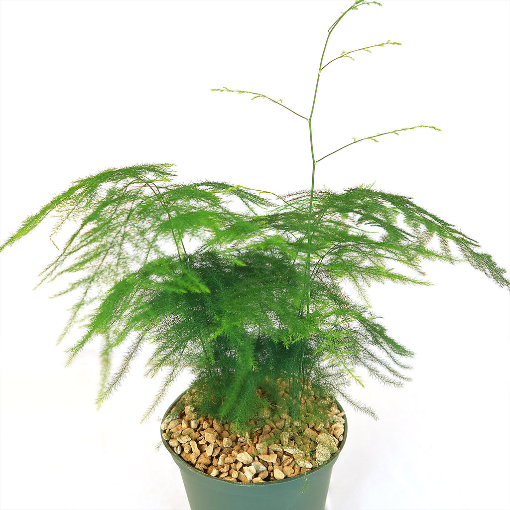 Asparagus Fern Plants - Asparagus setaceus ‘Pulmosa Fern’