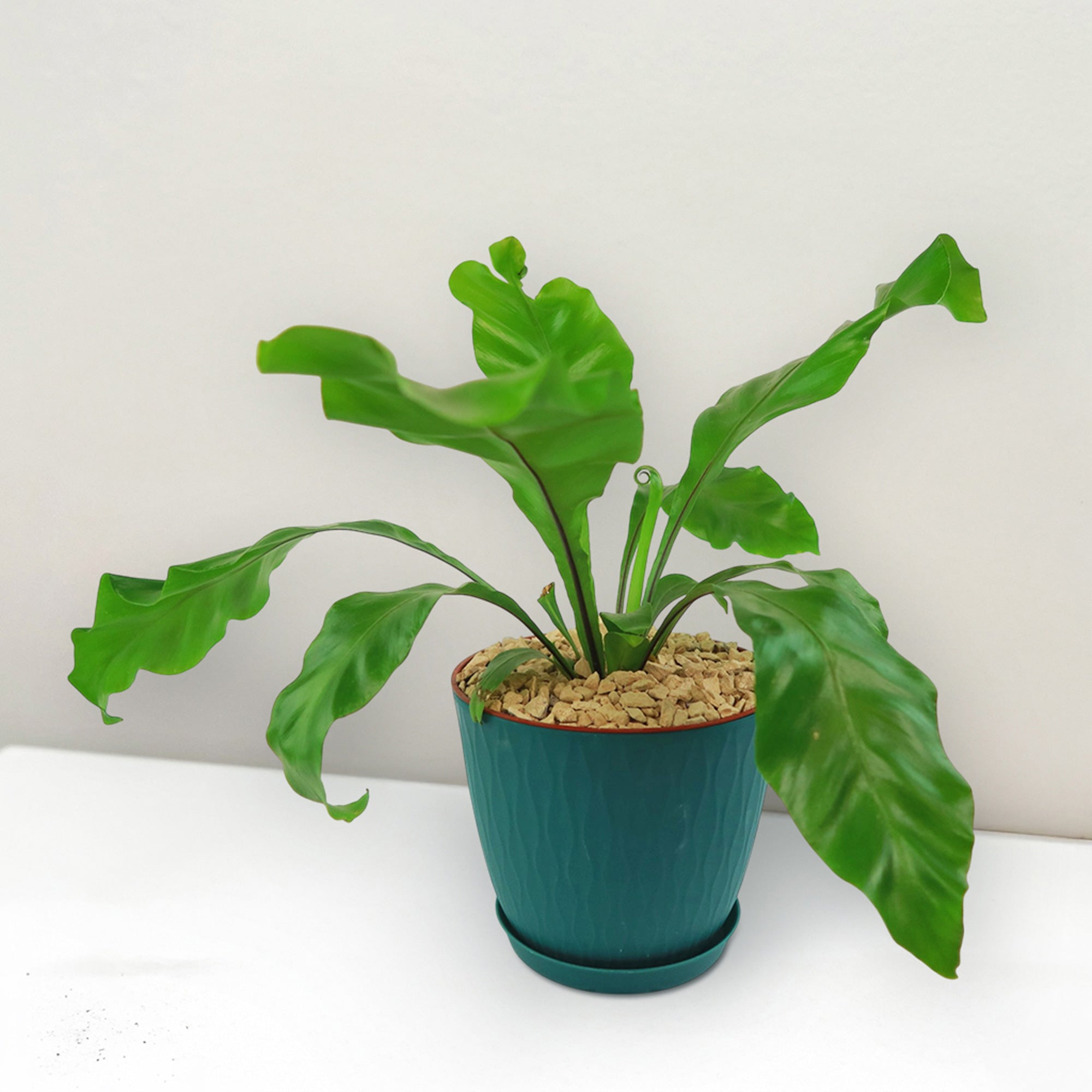 Bird’s Nest Fern ‘Asplenium nidus’