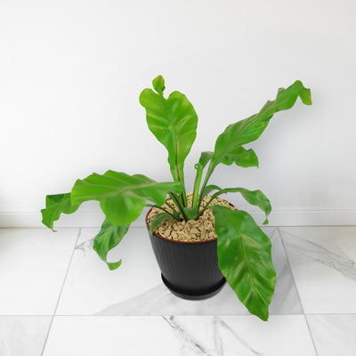 Bird’s Nest Fern ‘Asplenium nidus’