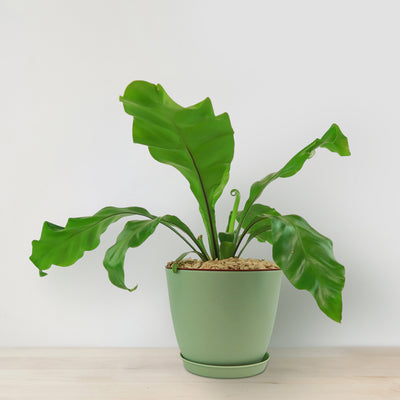 Bird’s Nest Fern ‘Asplenium nidus’