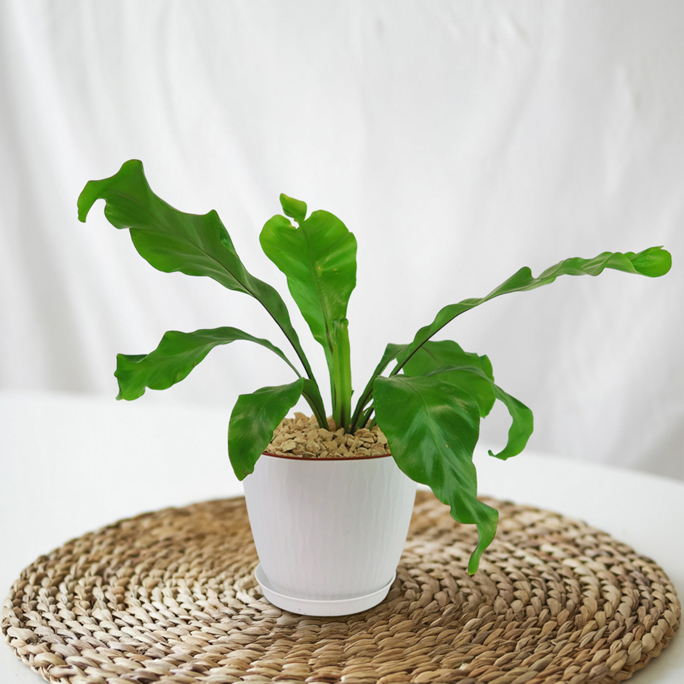 Bird’s Nest Fern ‘Asplenium nidus’
