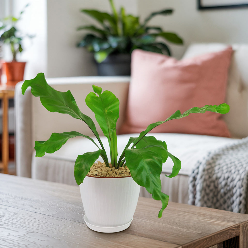 Bird’s Nest Fern ‘Asplenium nidus’