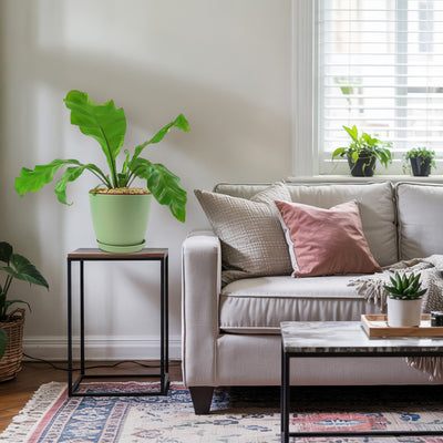 Bird’s Nest Fern ‘Asplenium nidus’