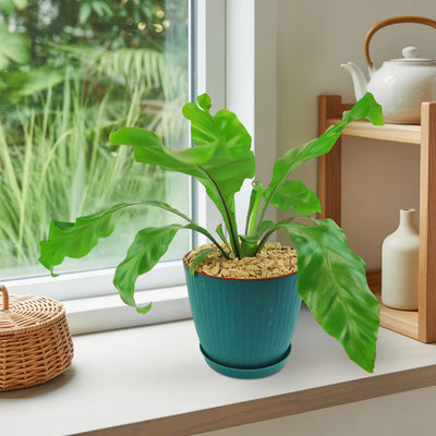 Bird’s Nest Fern ‘Asplenium nidus’