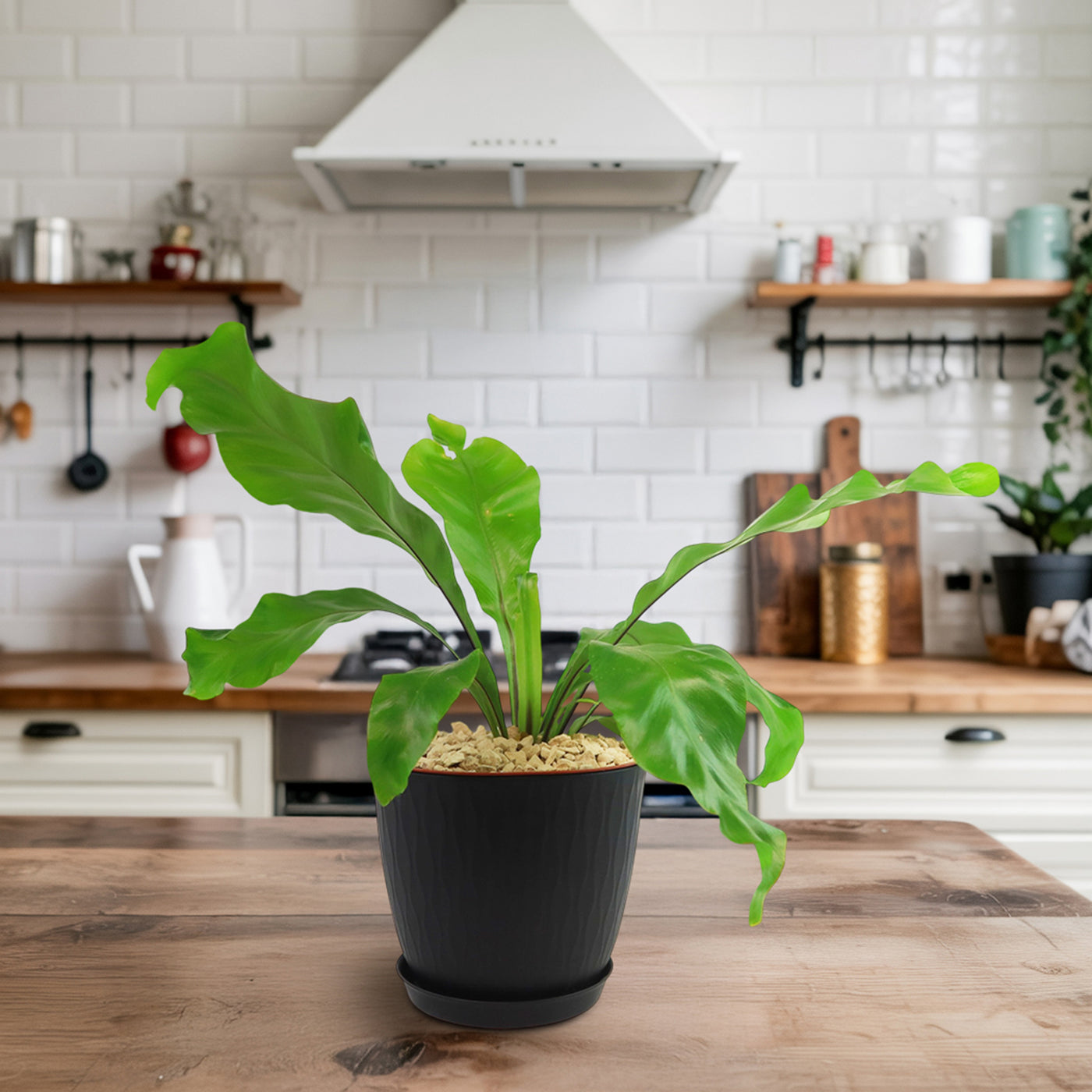 Bird’s Nest Fern ‘Asplenium nidus’