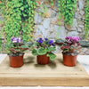 Assorted 3-Pack African Violets with purple, blue, and pink flowers on wood, backed by a stone wall and green ivy.
