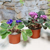 Three blooming African Violets in pots with fuzzy green leaves on a light surface, ideal flowering houseplants for indoor décor.