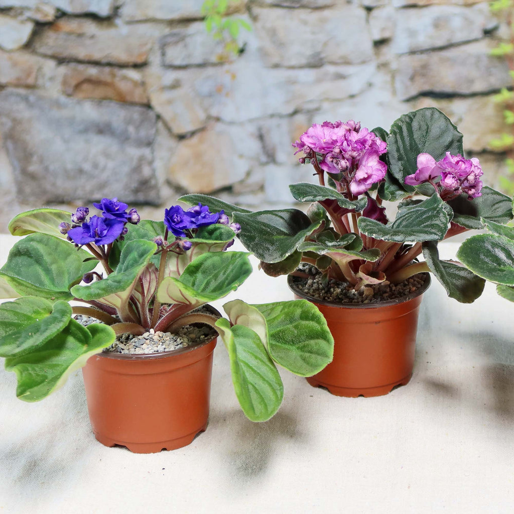 Three blooming African Violets in pots with fuzzy green leaves on a light surface, ideal flowering houseplants for indoor décor.