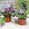 Assorted 3-Pack African Violets with purple blooms and fuzzy green leaves on a light surface, background shows stone and greenery.