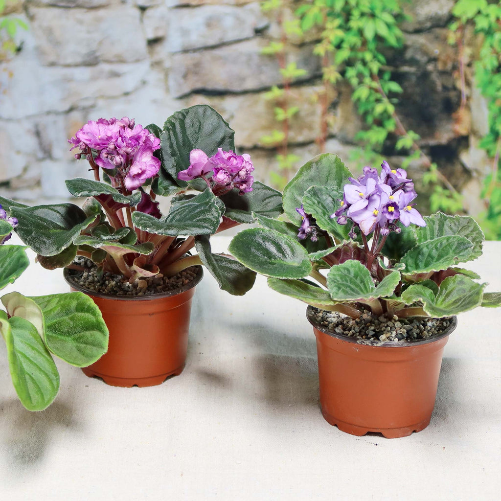 Assorted 3-Pack African Violets with purple blooms and fuzzy green leaves on a light surface, background shows stone and greenery.